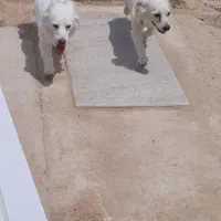 جفت نروماده