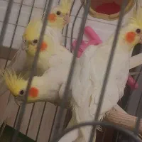 عروس هلندی نر و ماده