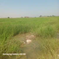 برنج عنبر بو شوشتر تولکی بدون واسطه ق پخش و عمده|خوردنی و آشامیدنی|اهواز, زیتون کارگری|دیوار