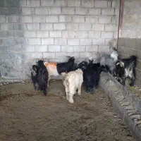 بیگ|حیوانات مزرعه|دزفول, |دیوار