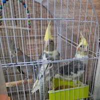 عروس هلندی و‌ کفتر