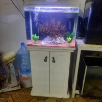 اکواریوم شیشه خم ماهیران همراه بامیز