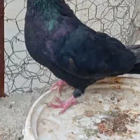 سیاه چشم و چنگ سفید آبادانی