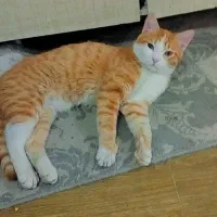 واگذاری گربه چهارماهه