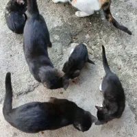 ۳ماهه|گربه|آستانه اشرفیه, |دیوار