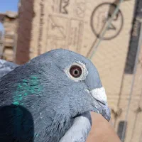 پلاکی جان اردن