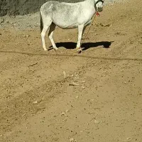 الاغ|حیوانات مزرعه|الشتر, |دیوار