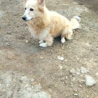 برای فورش|سگ|کلاله, |دیوار