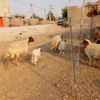 ۲عددمیش وبره