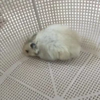 فروش همستر نژاد کمپل