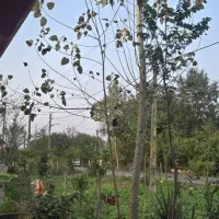 رهن کامل یک باب مغازه واقع در ماسال