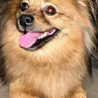 پامر روباهی واگذاری نیس|سگ|تهران, آهنگ|دیوار