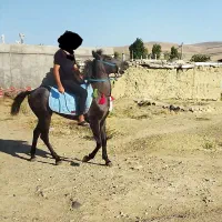 اسب 2 ساله