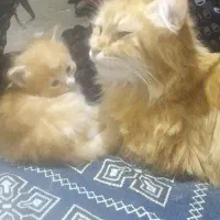 واگذاری گربه