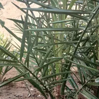 فروش نهاده نخل برحی