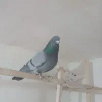 کفتر جف کنی فروشی