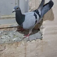 پلاکی یا مسافتی