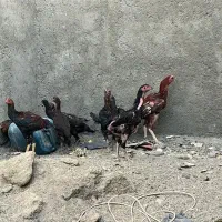 جوجع و خروس و مرغ لاری تخم گذار|حیوانات مزرعه|اصفهان, شهرک ولیعصر|دیوار