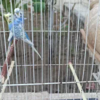 مرغ عشق پروانه ای|پرنده|میناب, |دیوار