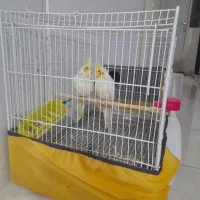 عروس  نر وماده|پرنده|تربت‌حیدریه, یحیی آباد|دیوار