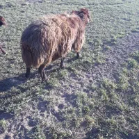 قوچ افشار همو زیگوت|حیوانات مزرعه|فارسان, |دیوار