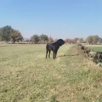 سگ قدریجونی