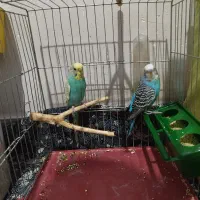 جفت مرغ عشق با لوازم معاوضه دارم