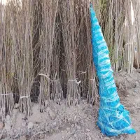 فروش نهال پیوندی اصلاح‌شده اقساط