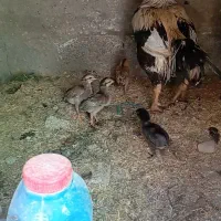 مرغ|حیوانات مزرعه|سراوان, |دیوار