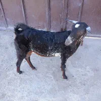 فروش بزسلاله