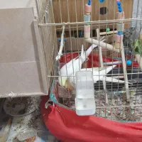 جفت عروس لوتینو رویه تخم|پرنده|صحنه, |دیوار