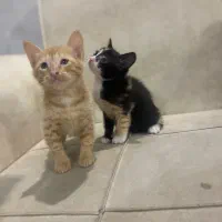 بچه گربه شیطون