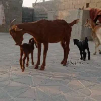 بز کهره دار در خانه ای