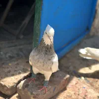 کبوتر طوقی