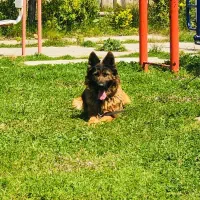 سگ ژرمن شولاین ماده جهت کشش