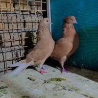 نامبروان|پرنده|اردکان, |دیوار