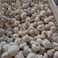 فروش قارچ از تولید به مصرف