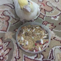 عروس هلندی|پرنده|شیراز, ریشمک|دیوار
