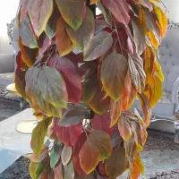 درخت گل|گل مصنوعی|مشهد, حسین‌آباد|دیوار