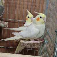 عروس هلندی یک ماه و نیمه لوتینو فول دستی