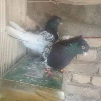 یه جفت کله ای چش نوک سفید