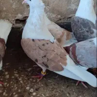 کبوتر دوکت|پرنده|شادگان, |دیوار