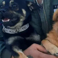 سگ شیواوا نر