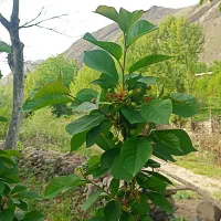 باغ ذغال اخته|فروش زمین و ملک کلنگی|تهران, شوش (باغ آذری)|دیوار