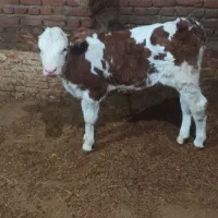 گوساله سیمیتال درجه یک ماده