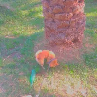 سک پاکوتاه پا خرگوشی|سگ|بم, |دیوار