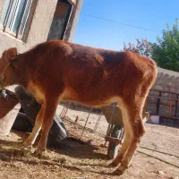 گوساله ماده|حیوانات مزرعه|کارزان, |دیوار