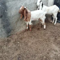 فروش بز افغانی با بز لری با میش عوض میشه|حیوانات مزرعه|ایذه, |دیوار