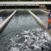 کارگر تمام وقت در استخر ماهی