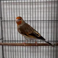 سهره قناری ماده سرخ ، جوان و زیبا|پرنده|تهران, نازیآباد|دیوار